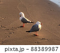 オーストラリア　ゴールドコースト　鳥 88389987