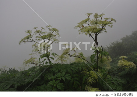 活火山 秋田駒ケ岳 高山植物 ミヤマシシウド 活火山 秋田駒ケ岳 高山植物 ミヤマシシウド 88390099