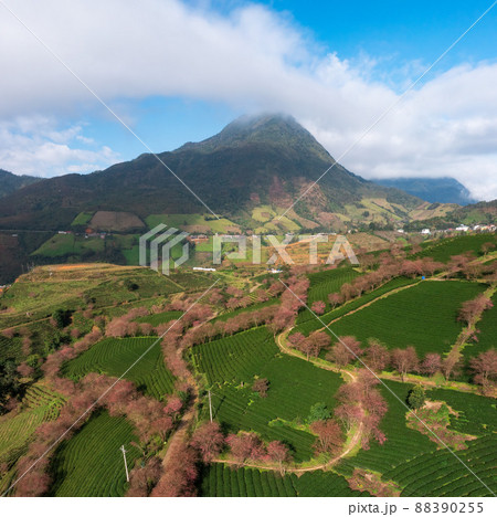 Cherry blossom and tea hill in Sapa, Vietnam. Sa Pa was a frontier township and capital of former Sa Pa District in Lao Cai Province in north-west Vietnam Cherry blossom and tea hill in Sapa, Vietnam. Sa Pa was a frontier township and capital of former Sa Pa District in Lao Cai Province in north-west Vietnam 88390255