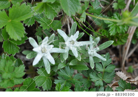 活火山 秋田駒ケ岳 高山植物 ミヤマウスユキソウ 活火山 秋田駒ケ岳 高山植物 ミヤマウスユキソウ 88390300
