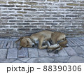 ウズベキスタン　犬2 88390306