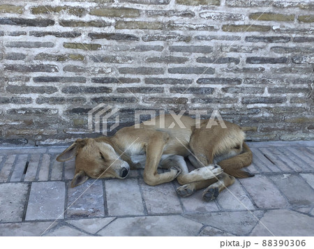 ウズベキスタン　犬2 88390306