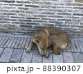 ウズベキスタン　犬2 88390307