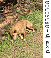 ベトナム　犬2 88390308