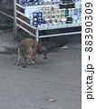 ベトナム　犬1 88390309