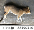 スリランカ　犬6 88390310