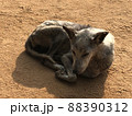 スリランカ　犬4 88390312