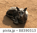 スリランカ3　犬3 88390313