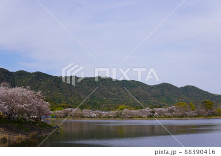 池と桜 池と桜 88390416