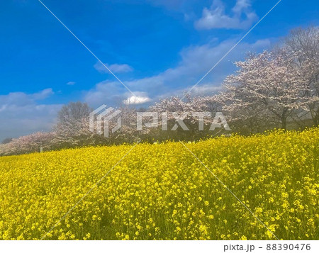 菜の花と桜 88390476