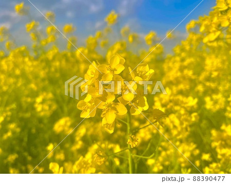 菜の花 菜の花 88390477