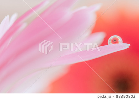 マクロ撮影 ピンクのガーベラに水滴ひとつ オレンジのガーベラ 88390802