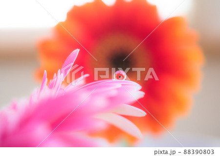 マクロ撮影 ピンクのガーベラに水滴ひとつ オレンジのガーベラ 88390803
