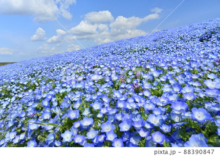 ひたち海浜公園のネモフィラ咲くみはらしの丘 88390847