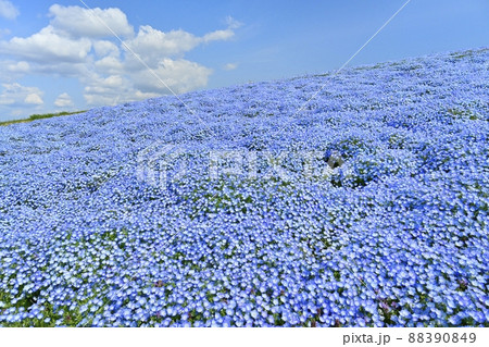 ひたち海浜公園のネモフィラ咲くみはらしの丘 ひたち海浜公園のネモフィラ咲くみはらしの丘 88390849