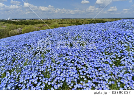 ひたち海浜公園のネモフィラ咲くみはらしの丘 ひたち海浜公園のネモフィラ咲くみはらしの丘 88390857