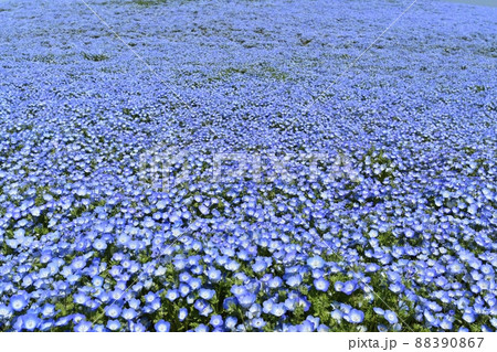 ひたち海浜公園のネモフィラ咲くみはらしの丘 88390867