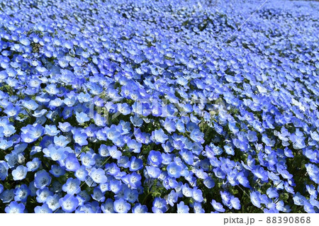 ひたち海浜公園のネモフィラ咲くみはらしの丘 88390868
