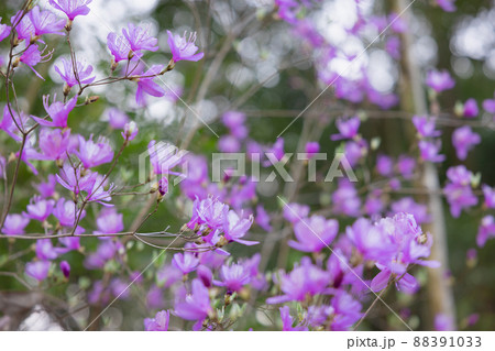 ヤマツツジ、舞踏会 88391033