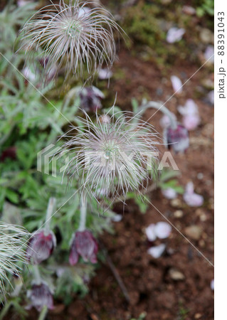 オキナグサ 88391043