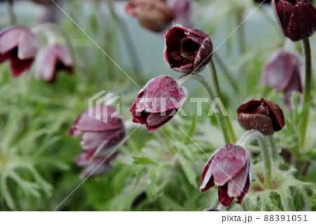 オキナグサ 88391051