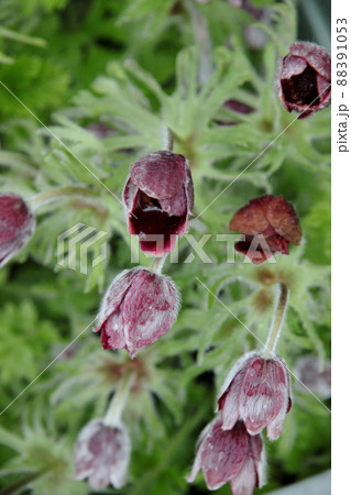 オキナグサ 88391053