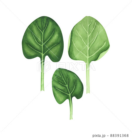 Set fresh leaves spinach. Watercolor illustration for cooking salad Isolated on white background for design, textiles 88391368