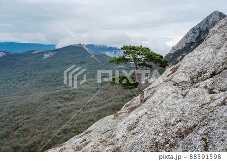 Pine tree on Delikli-Burun rock. Crimea 88391598