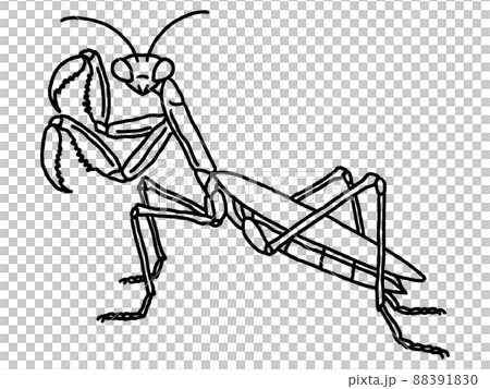 螳螂/線描 螳螂/線描 88391830