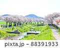 春爛漫、桜並木 88391933