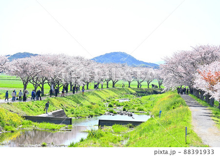 春爛漫、桜並木 88391933