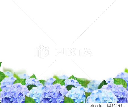 梅雨の時期に咲く美しい薄紫色と水色のあじさいと葉っぱの白バック背景イラスト素材のイラスト素材 1934
