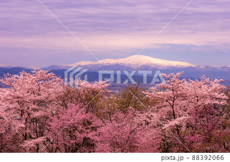 月山と満開の桜 88392066