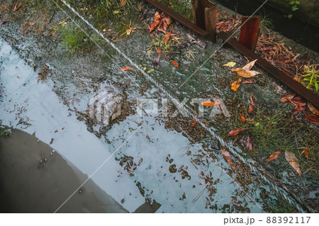 雨でぐちゃぐちゃで苔 雨でぐちゃぐちゃで苔 88392117