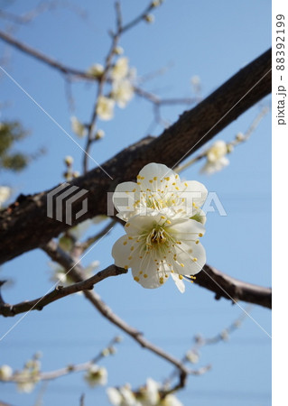 梅の花 梅の花 88392199