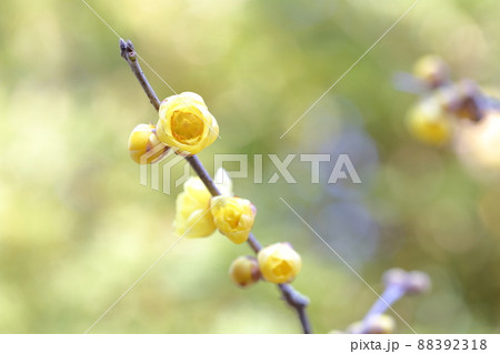 甘い香りを漂わせる花(ロウバイの花) 甘い香りを漂わせる花(ロウバイの花) 88392318