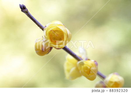 甘い香りを漂わせる花（ロウバイの花） 88392320