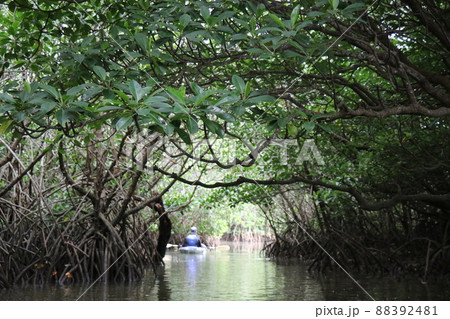 沖縄 石垣島 マングローブ シーカヤック 沖縄 石垣島 マングローブ シーカヤック 88392481