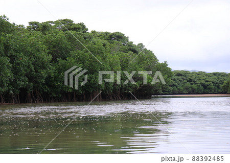 沖縄 石垣島 マングローブ シーカヤック 沖縄 石垣島 マングローブ シーカヤック 88392485