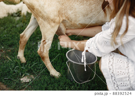 Girl farmer with white goat. Woman and small goat green grass. Eco farm. Farm and farming concept. Village animals. Girl to molk a goat. 88392524