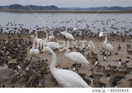 宮城県 栗原市 内沼 砂浜に溢れるハクチョウとオナガガモ 宮城県 栗原市 内沼 砂浜に溢れるハクチョウとオナガガモ 88392638