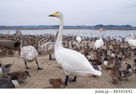 宮城県 栗原市 内沼 砂浜に溢れるハクチョウとオナガガモ 宮城県 栗原市 内沼 砂浜に溢れるハクチョウとオナガガモ 88392642