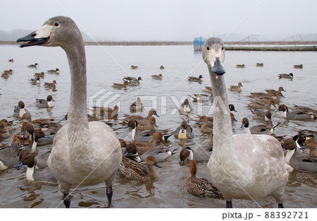 宮城県 栗原市 内沼 砂浜に溢れるハクチョウ 幼鳥 宮城県 栗原市 内沼 砂浜に溢れるハクチョウ 幼鳥 88392721