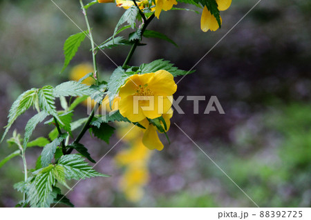 山吹の花 山吹の花 88392725