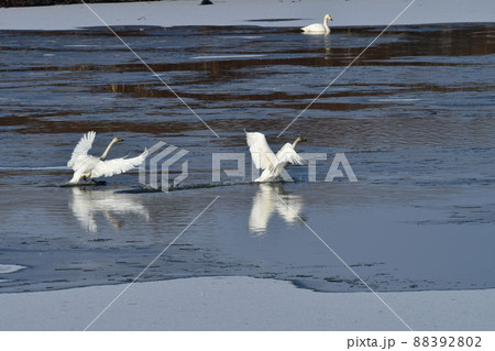 宮城県　伊豆沼　白鳥 　番いの着水 88392802