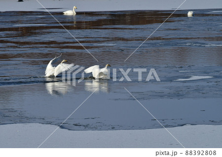 宮城県 伊豆沼 白鳥 番いの着水 宮城県 伊豆沼 白鳥 番いの着水 88392808