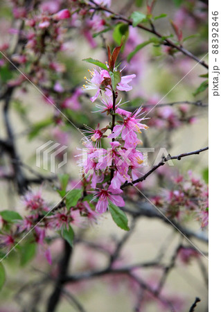 ニワウメの花 88392846