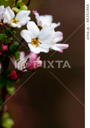 桃色雪柳 88392868