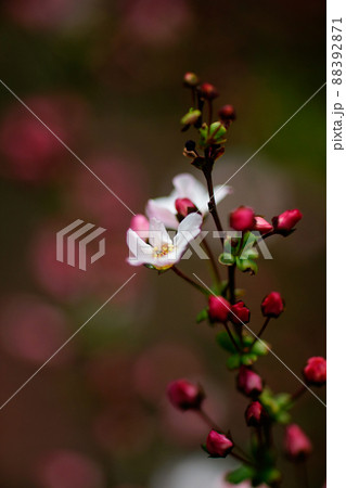 桃色雪柳 88392871