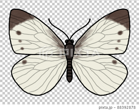 Monsieur root Monsieur root 88392878